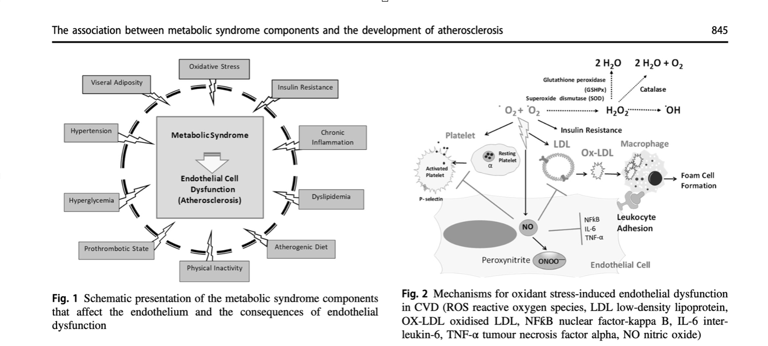 Aboonabi, Anahita, Roselyn Rose’ Meyer, and Indu Singh. “The Association between Metabolic Syndrome Components and the Development of Atherosclerosis.”  Journal of Human Hypertension  33, no. 12 (December 2019): 844–55.  https://doi.org/10.1038/s41371-019-0273-0 .