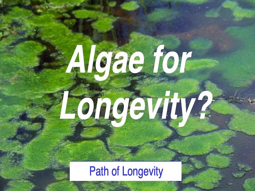 Algae for Longevity?